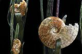 Large, Artistic Ammonite Display Sculpture - Real Fossils #31900-4